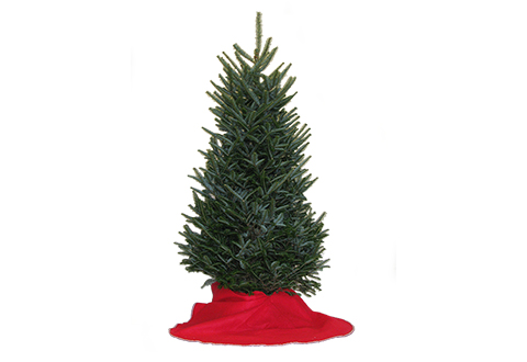 fresh cut fraser fir christmas tree sharper image fresh cut fraser fir christmas tree sharper image