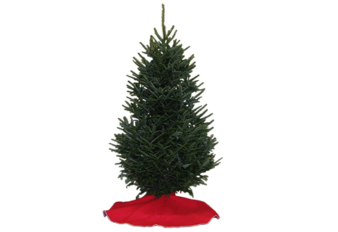 fresh cut fraser fir christmas tree sharper image fresh cut fraser fir christmas tree sharper image